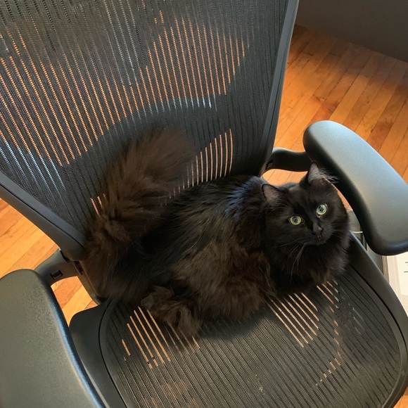 Meet your Posher, Ariel - Picture 3 of 3